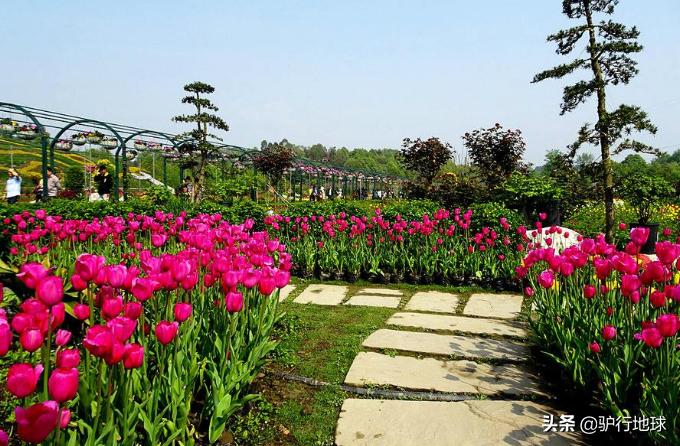 成都周边适合秋天看花的地方,成都周边看花攻略国庆节节