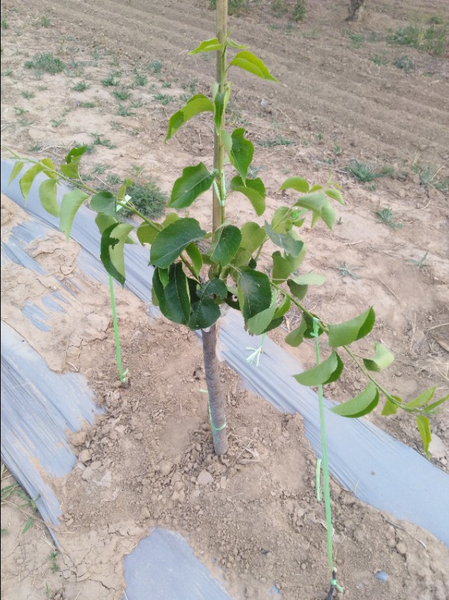 梨树幼树夏季怎么管理,梨树春季管理技术要点