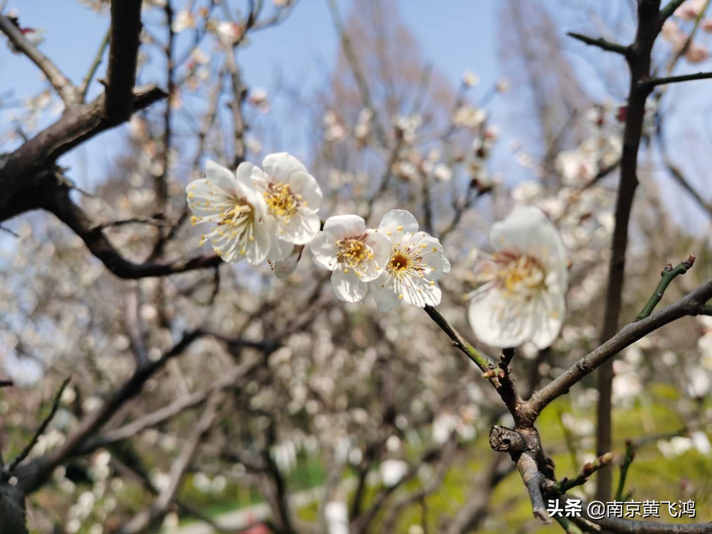 南京梅花节花期过后是什么样子的,南京梅花节最佳观赏期
