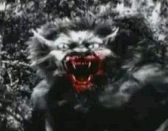 狼人传说真相揭秘,狼人传说真的存在吗