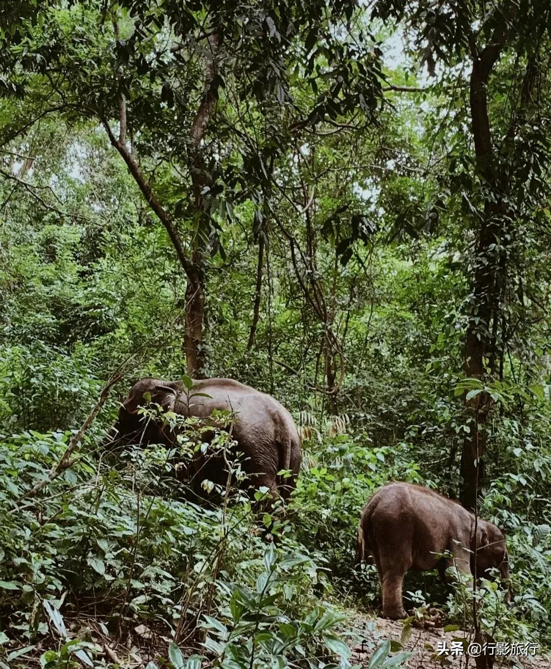 云南西双版纳地方介绍,云南西双版纳旅游简介