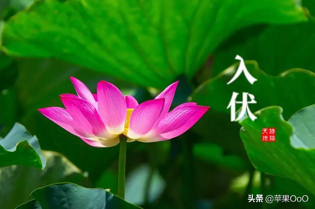 今年的三伏天到底是40天还是38天,40天超长三伏天哪个阶段最热