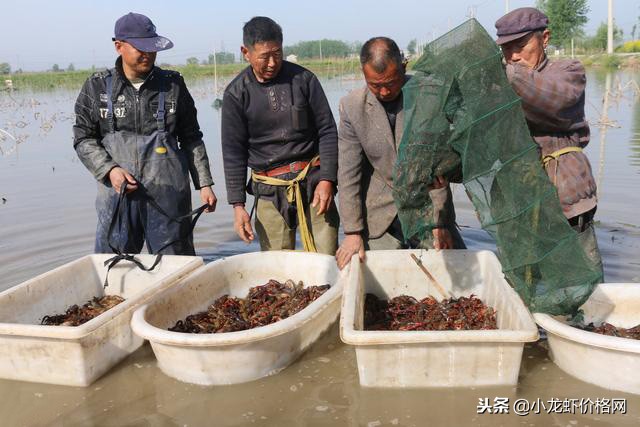 一亩放多少虾苗是低密度放养,一亩水塘放养多少尾南美虾苗为宜