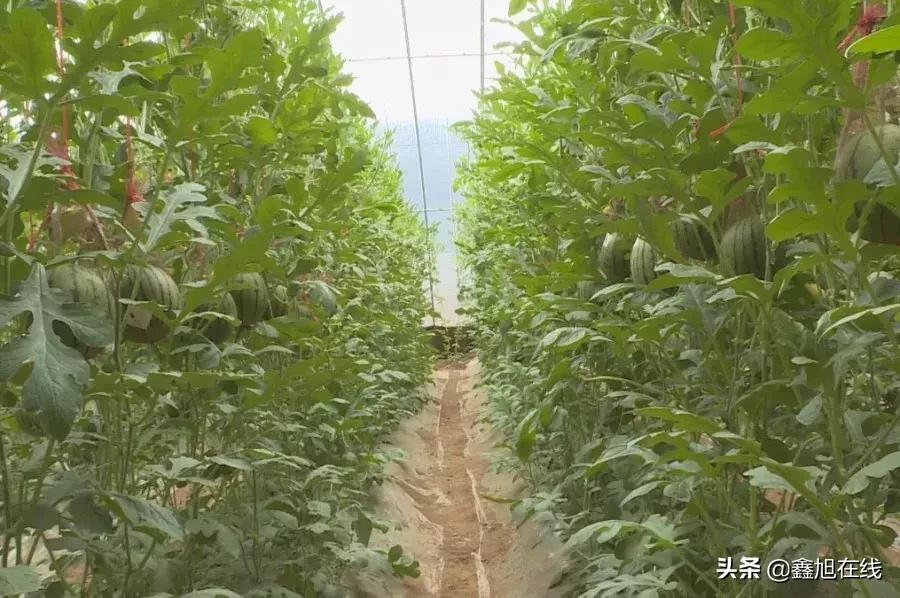 孟津县送庄镇西瓜采摘节,孟津县送庄镇袖珍西瓜