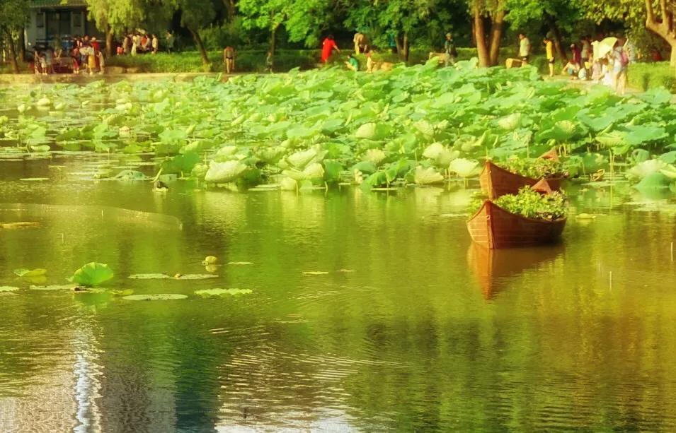 深圳免费公园哪里最好啊,深圳十大免费公园景点大全