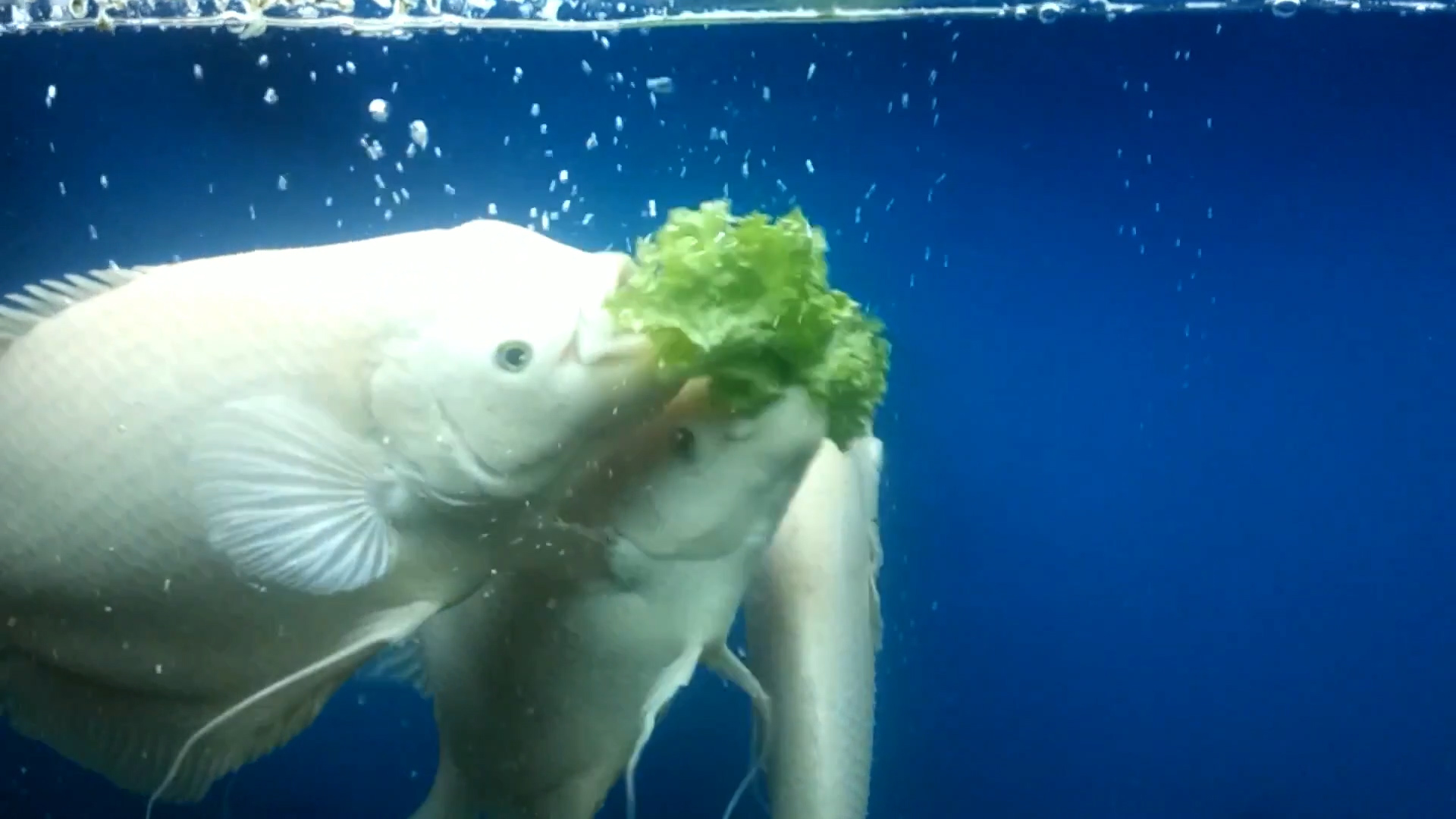 招财鱼怎么养才能长得快些,招财鱼怎么养才能更旺盛