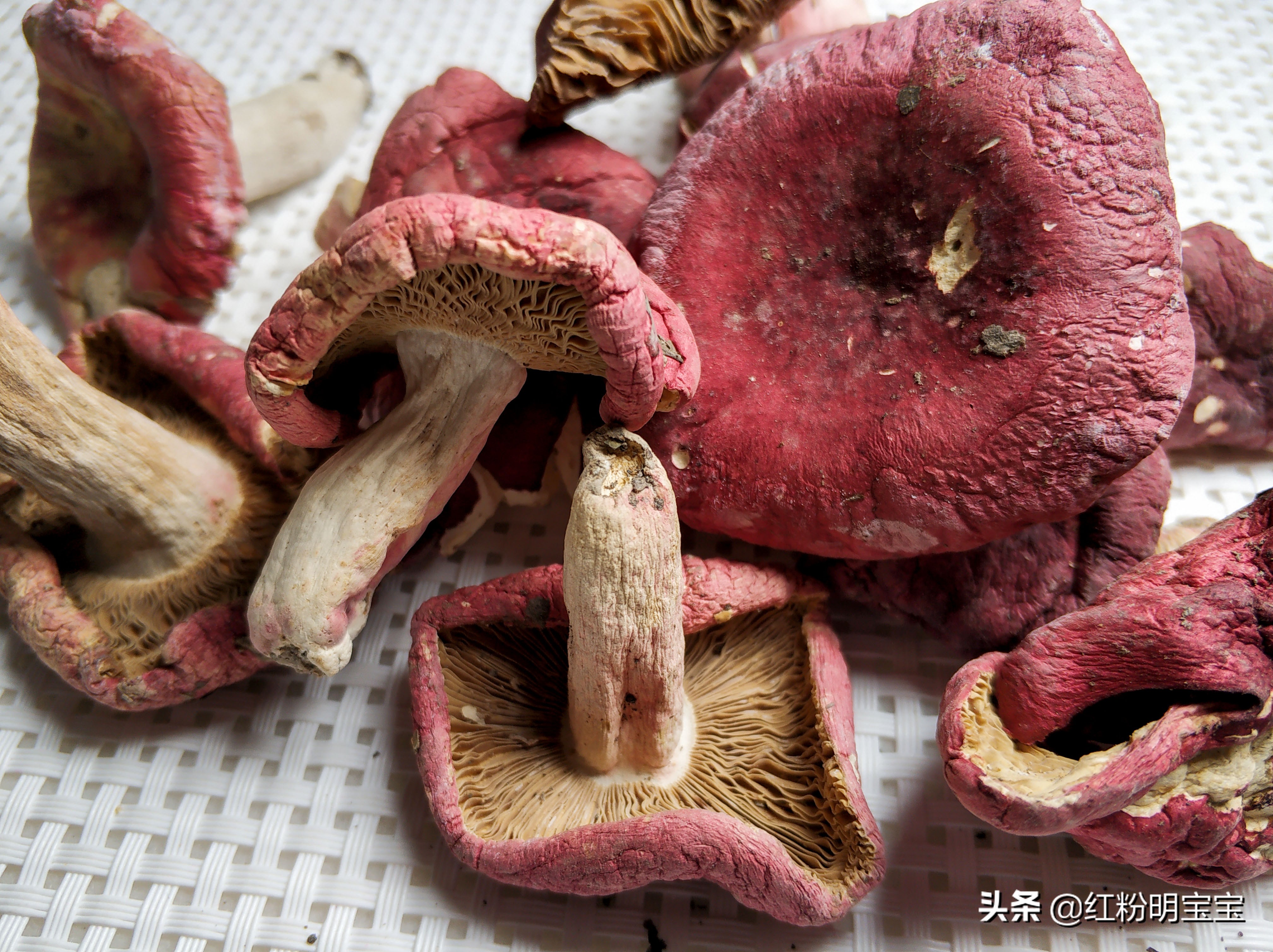 野生蘑菇，大山里的美味牛肝菌｜红菇，有钱也很难买得到