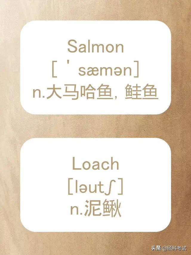 动物的英文拼写及音标,关于动物的单词及音标