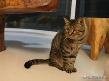 十大最受欢迎的宠物猫品种排行榜,常见的宠物猫的品种大全及图片