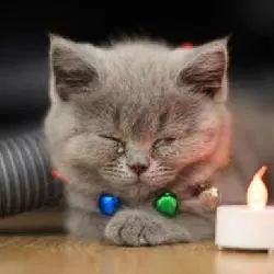 猫咪流黄色鼻涕打喷嚏眼屎多,猫咪换了猫粮眼屎多是怎么回事