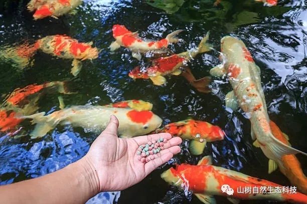 怎么训锦鲤最有效,锦鲤新手必备技巧