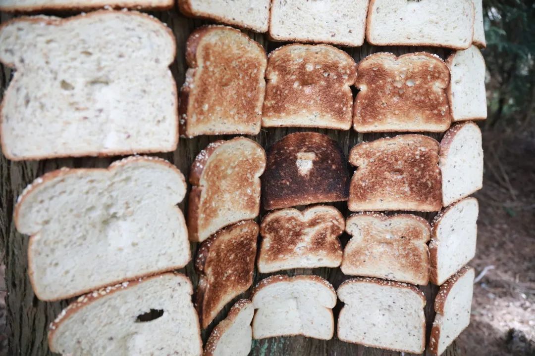 英国谢菲尔德城市的居民们为什么要往树上钉面包呢？