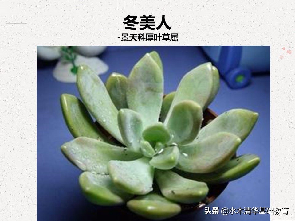 梦幻女王多肉植物百科图谱,原产地多肉植物图谱pdf