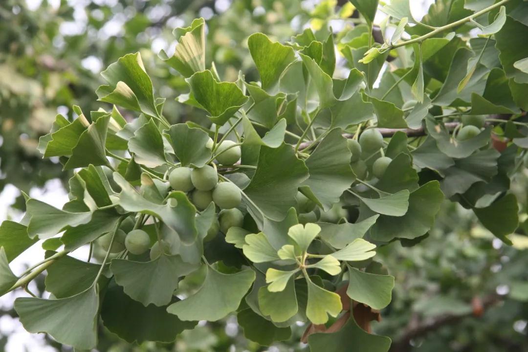 中国的植物多样性保护,全国林草生物多样性保护成就展