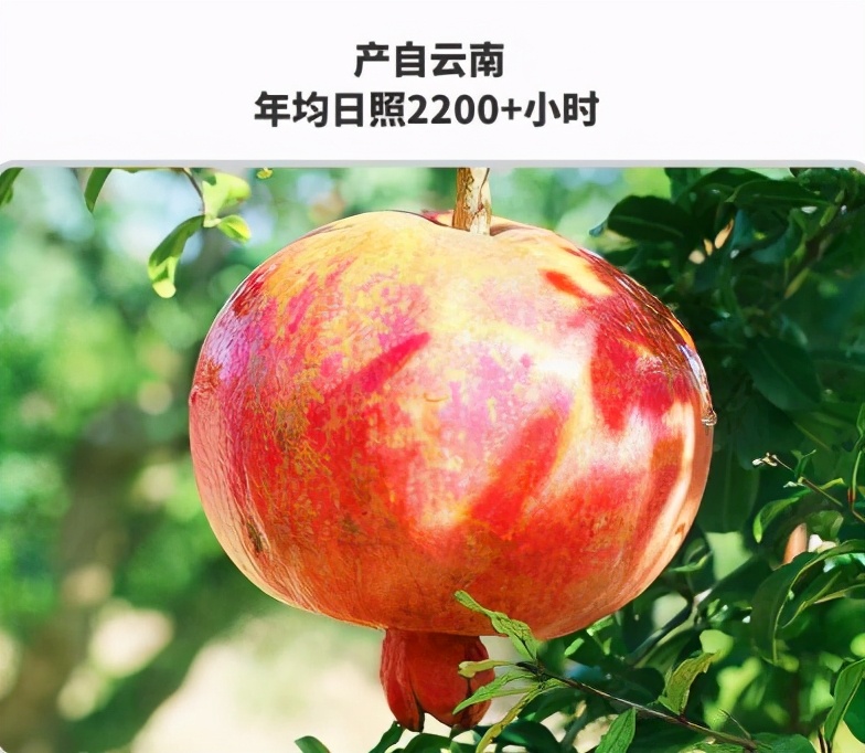 正宗四川攀枝花突尼斯软籽石榴,突尼斯软籽石榴四川攀枝花