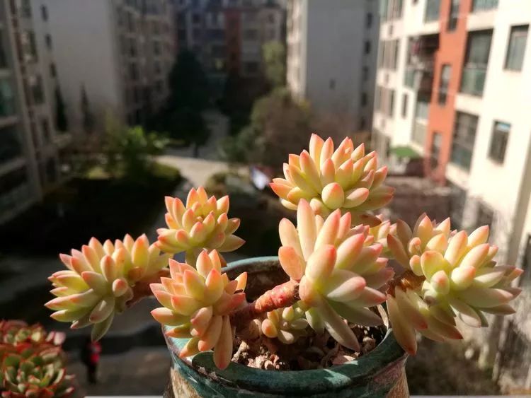 冬日暖阳邂逅最美的多肉,冬日暖阳和多肉暖了我的心