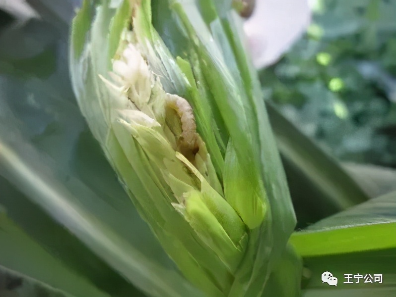 玉米上的虫害打什么药,玉米虫害防治口诀谚语