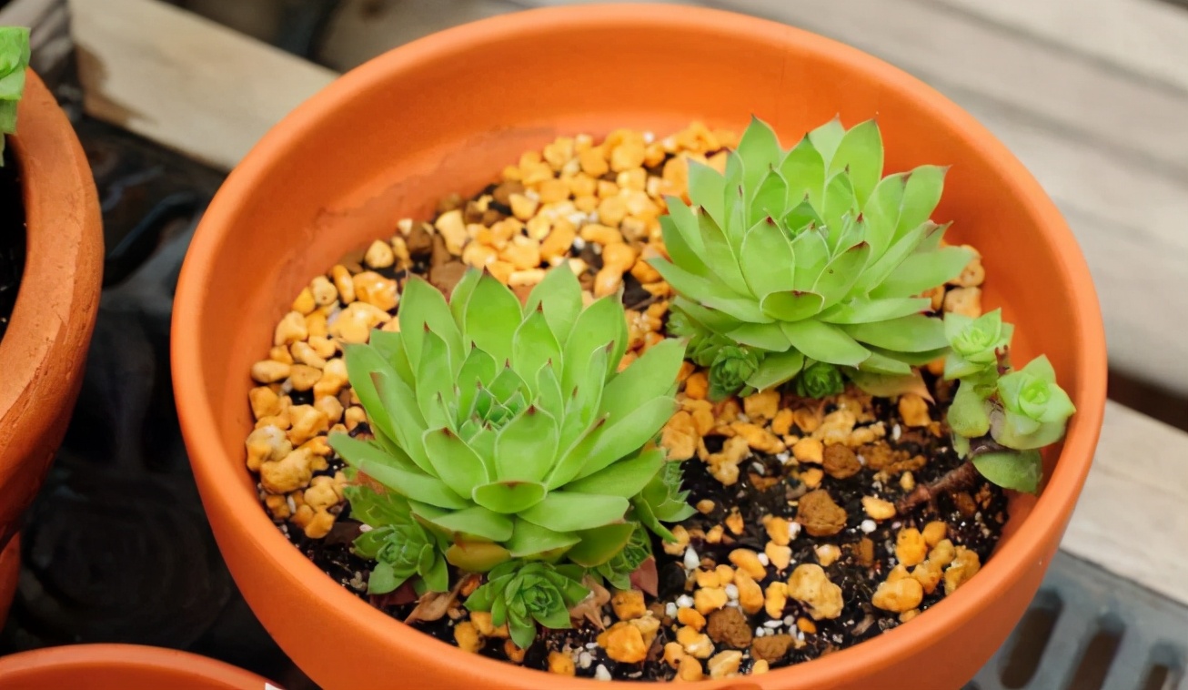 养花旺季春天，作为园艺新人，该怎么正确使用白醋、大蒜？