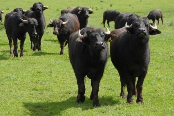 苏州牛羊催肥饲料添加剂厂家供应,浙江牛羊催肥饲料添加剂厂家供应