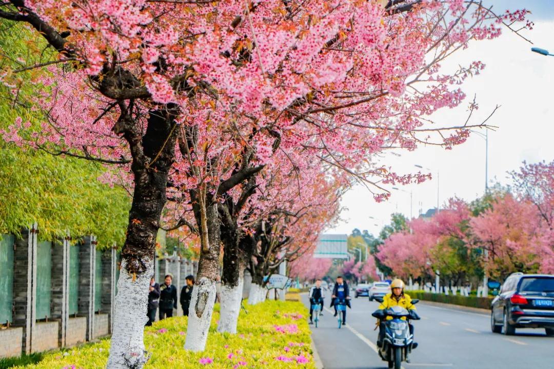 蓝花楹昆明网红打卡地在哪里,昆明周边湿地公园网红打卡地