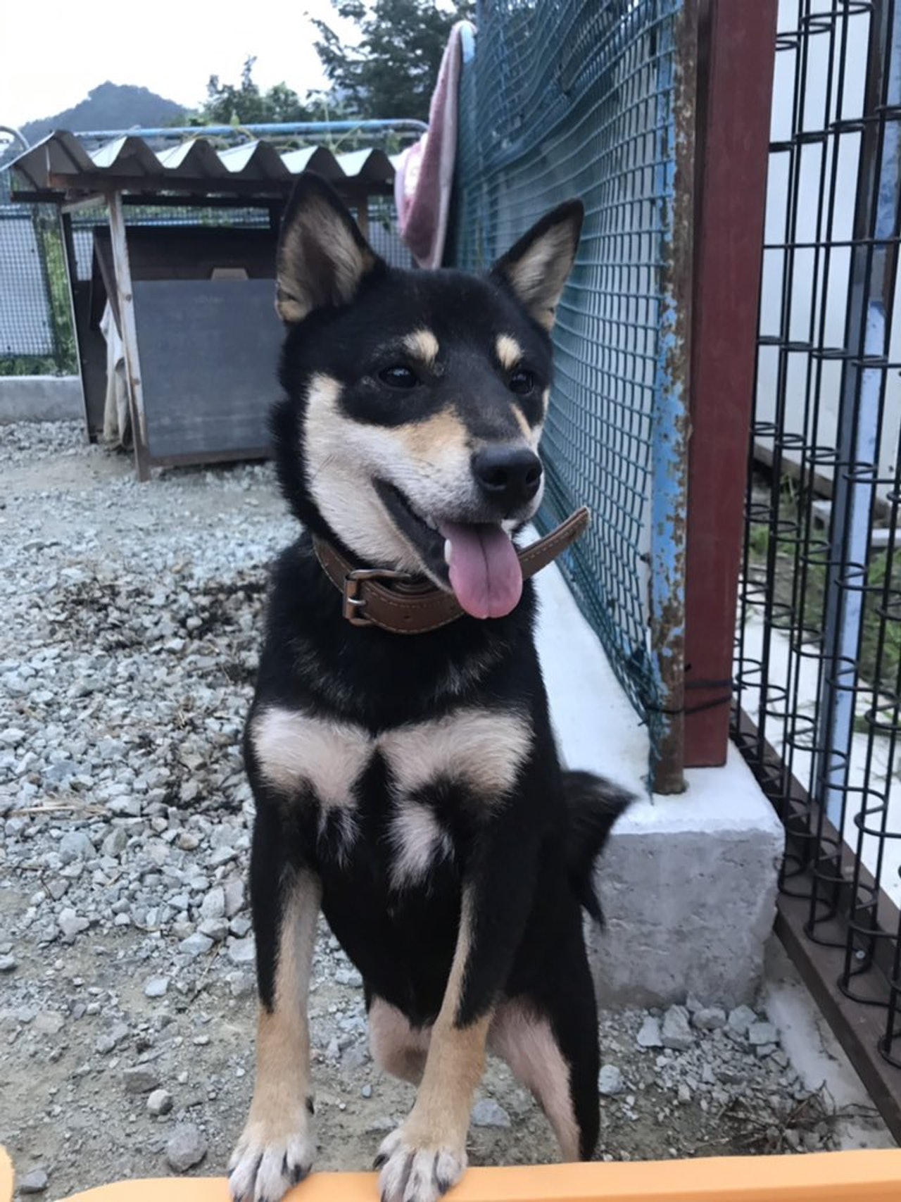 狗狗吃蜜蜂被蜜蜂蛰了怎么办,盘点狗狗被蜜蜂蛰的名场面