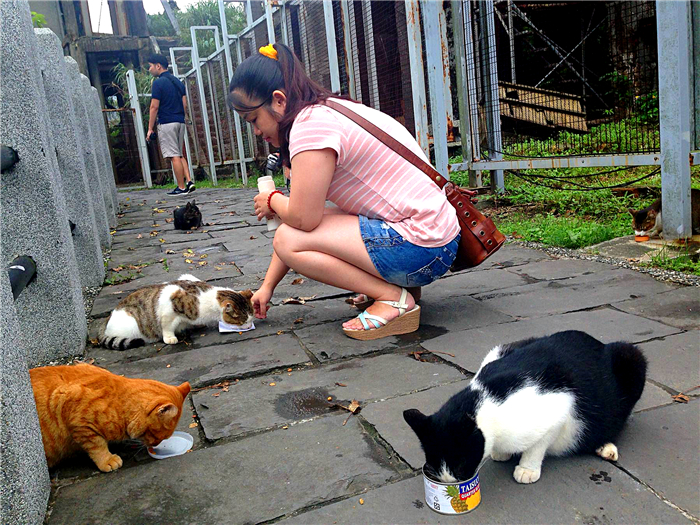 如何科学饲养猫咪铲屎官必看,这5大养猫禁忌很多铲屎官都犯过