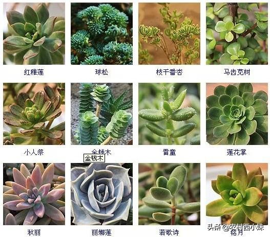 144种常见多肉植物品种名称图鉴,500种多肉植物名称大全