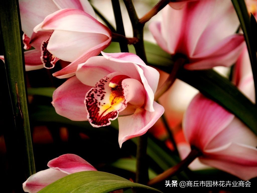 一年四季开花的名贵兰花品种,全年四季最奇香的兰花品种有哪些