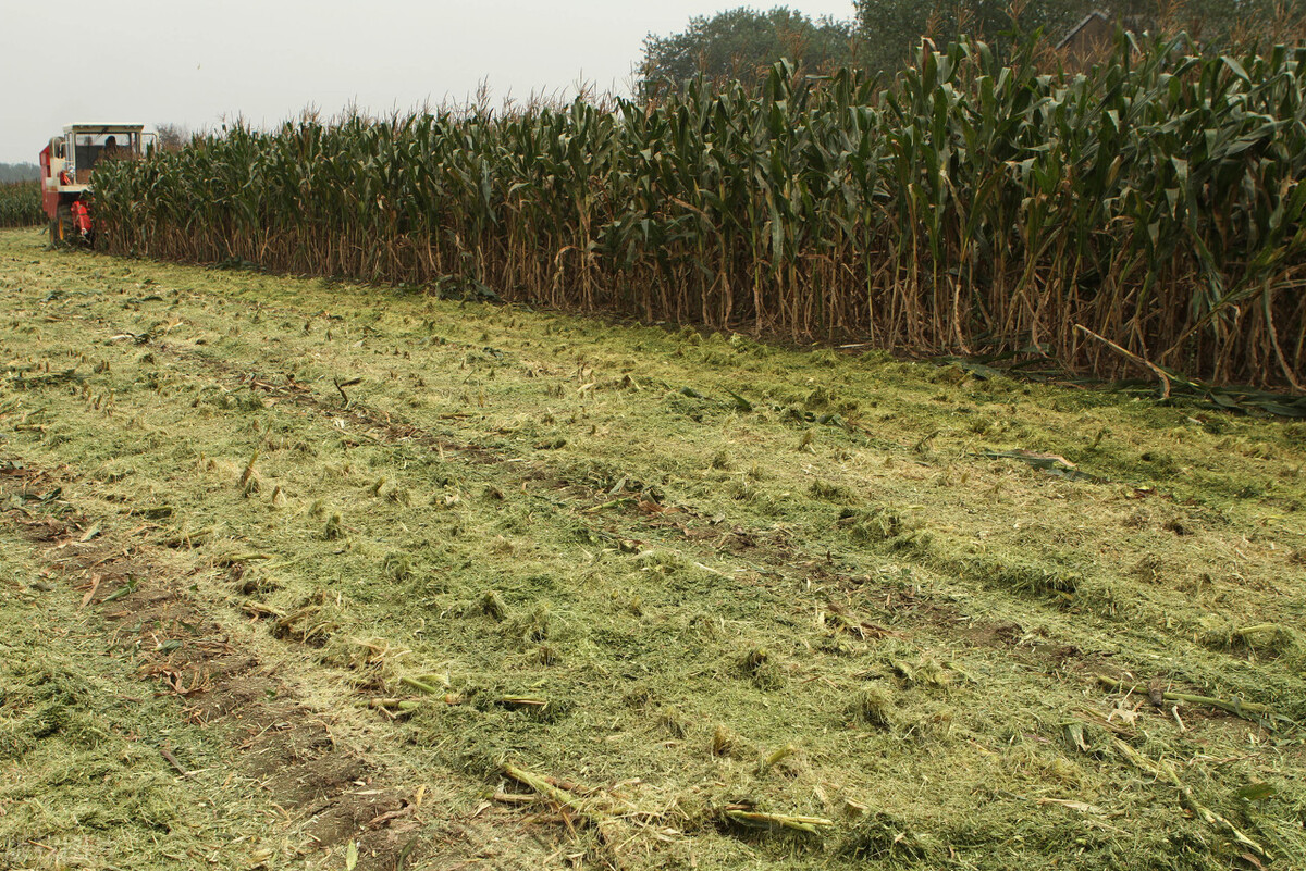 今年秋雨较多的地区有哪些,今年秋雨多是什么现象