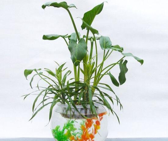 马蹄莲是土培还是水培,马蹄莲水培还是土培好养