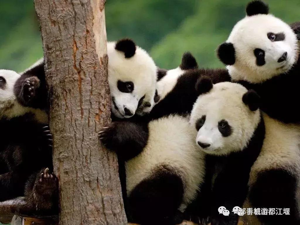 青城山熊猫谷都江堰一日游攻略,熊猫谷青城山都江堰一日游攻略