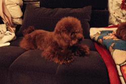 热门小型犬,适合女生养的狗小型犬长不大