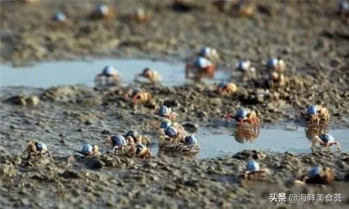 100种不同名字的海鲜,10种常见海鲜大全