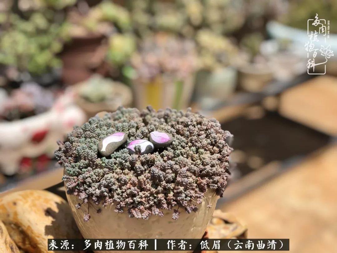 多肉看多了审美疲劳，今晚上点不一样的野味