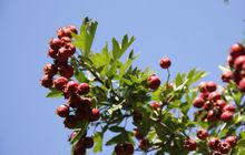 信阳保护动物有哪些,信阳有什么特有动物