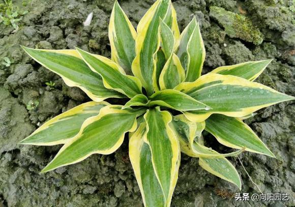 玉簪花不晒太阳可以开花吗,玉簪花是常绿植物吗