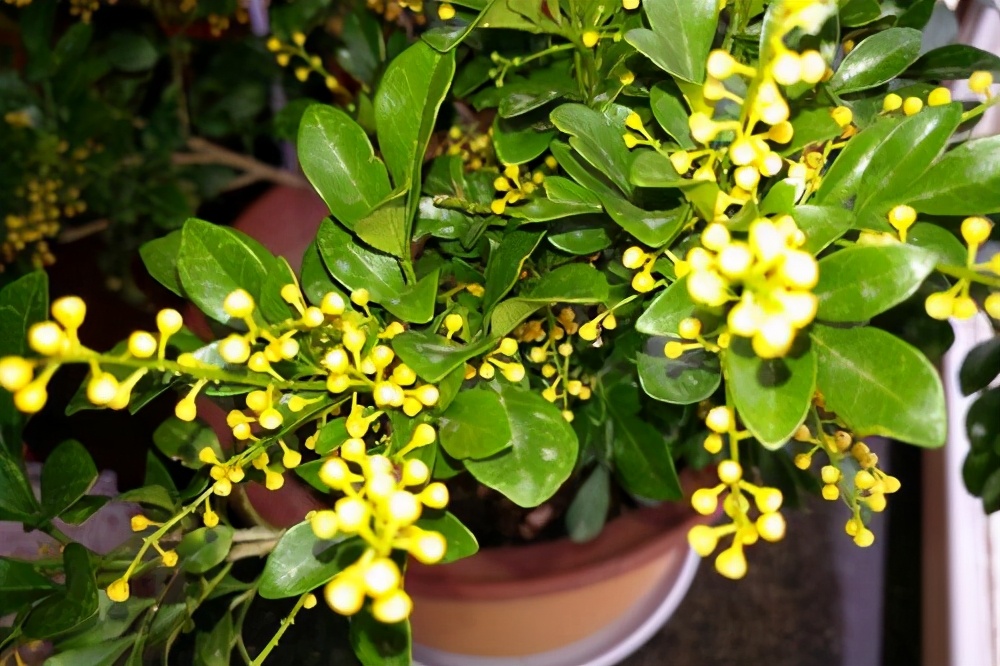 米兰花怎么养才能开得好看,米兰花的种植方法及养护