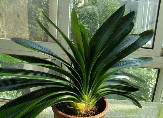 九月养君子兰，选好土壤直接换盆，加上一种肥，养出大肉根