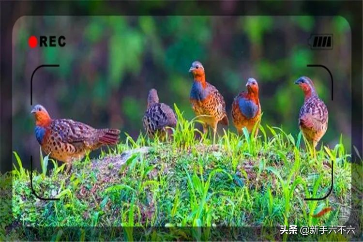 适合农村创业的十大养殖项目,适合农村创业的十大养殖创业项目