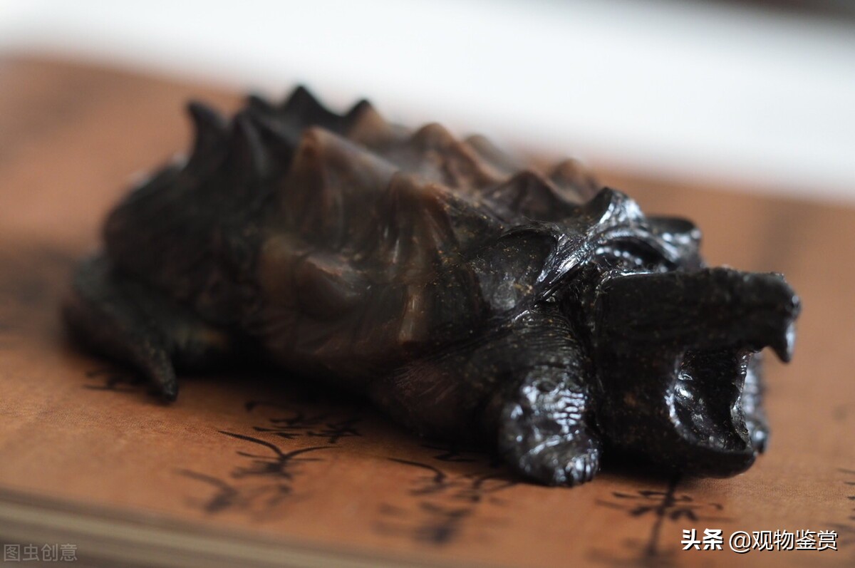 鳄龟生活环境小会影响它的生长吗,鳄龟多大才会放慢生长速度