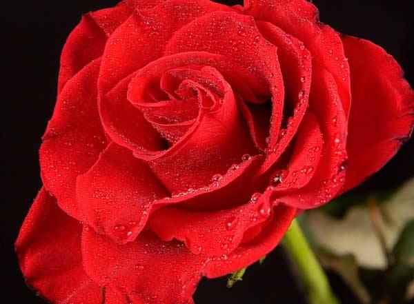 22课礼记二则预习,22课礼记二则