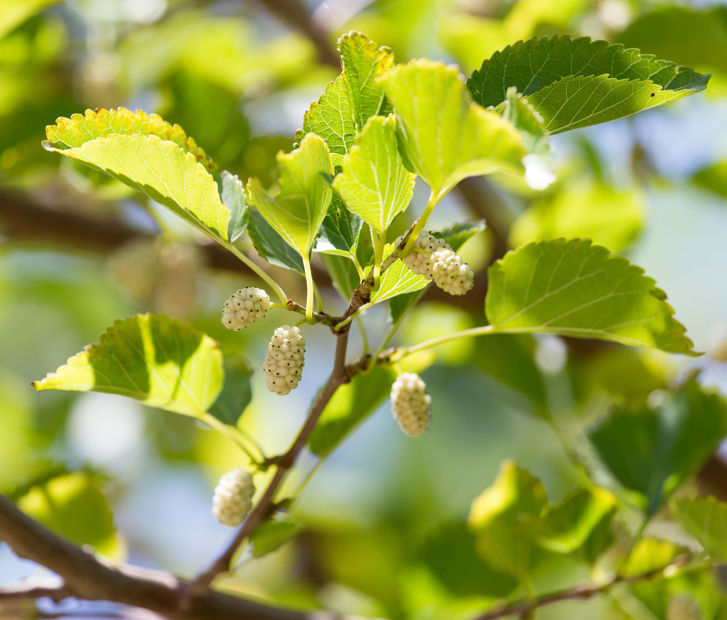 养蚕种植什么品种的桑树,养蚕桑树种植的最佳时间