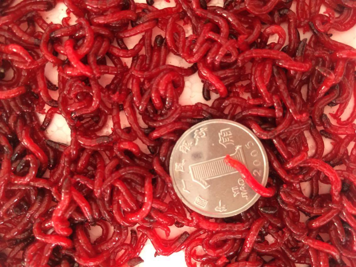 冬季红虫饵钓鱼的两种用法,冬季钓鱼虫饵的正确使用方法