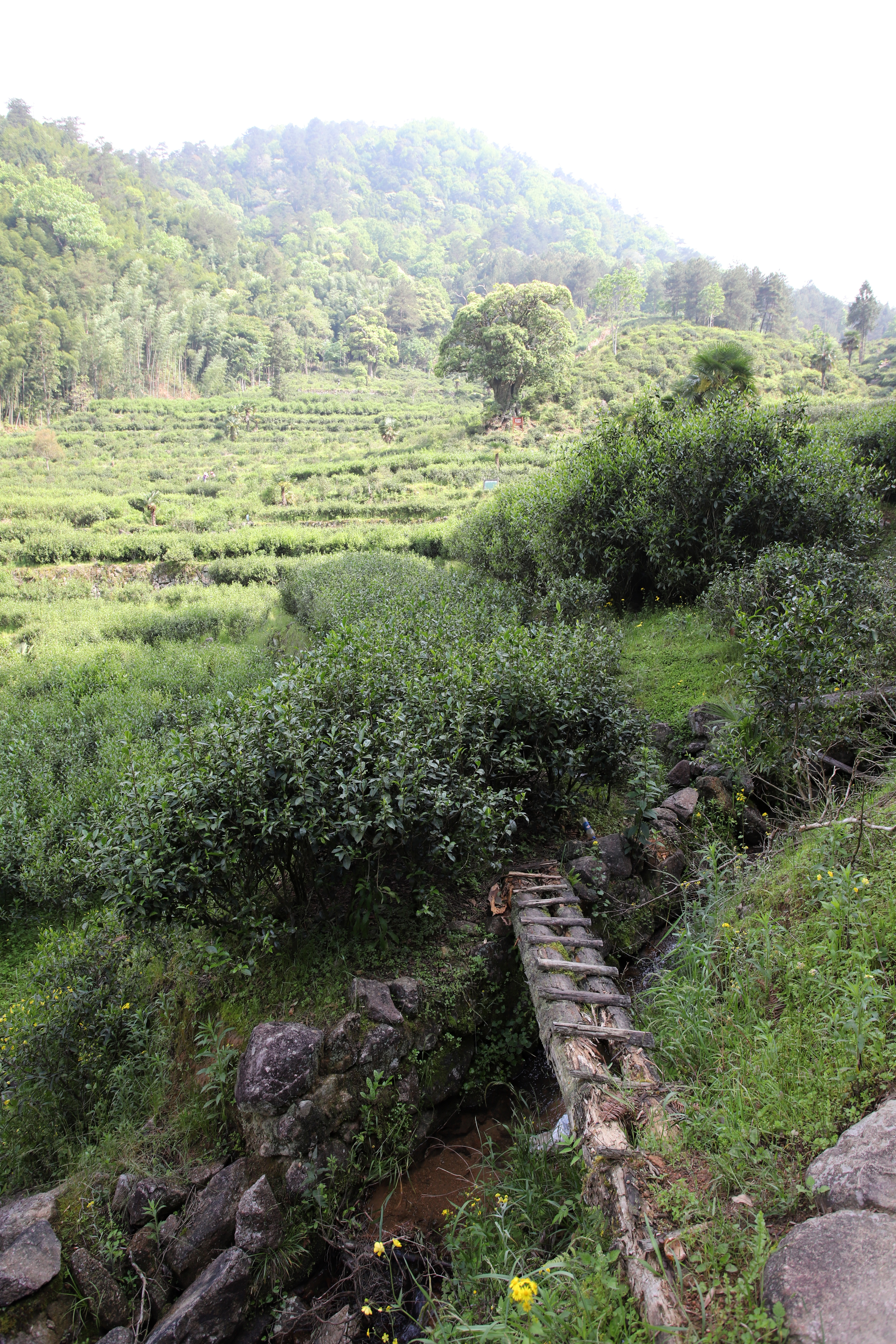 正宗武夷山桐木关武夷野茶,武夷山桐木关红茶野茶