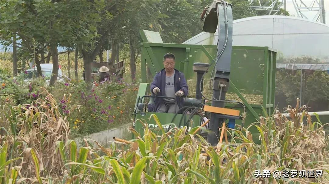 秸秆变废为宝促增收,我为群众办实事捡垃圾美篇