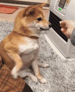 常见的20种狗狗,带大家认识不一样的狗狗