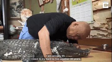 日本老人养鳄鱼当宠物,男子把鳄鱼当宠物养一天喂10斤肉