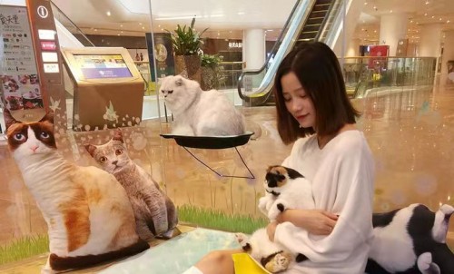 猫咖加盟有哪些品牌,猫咖加盟找哪家