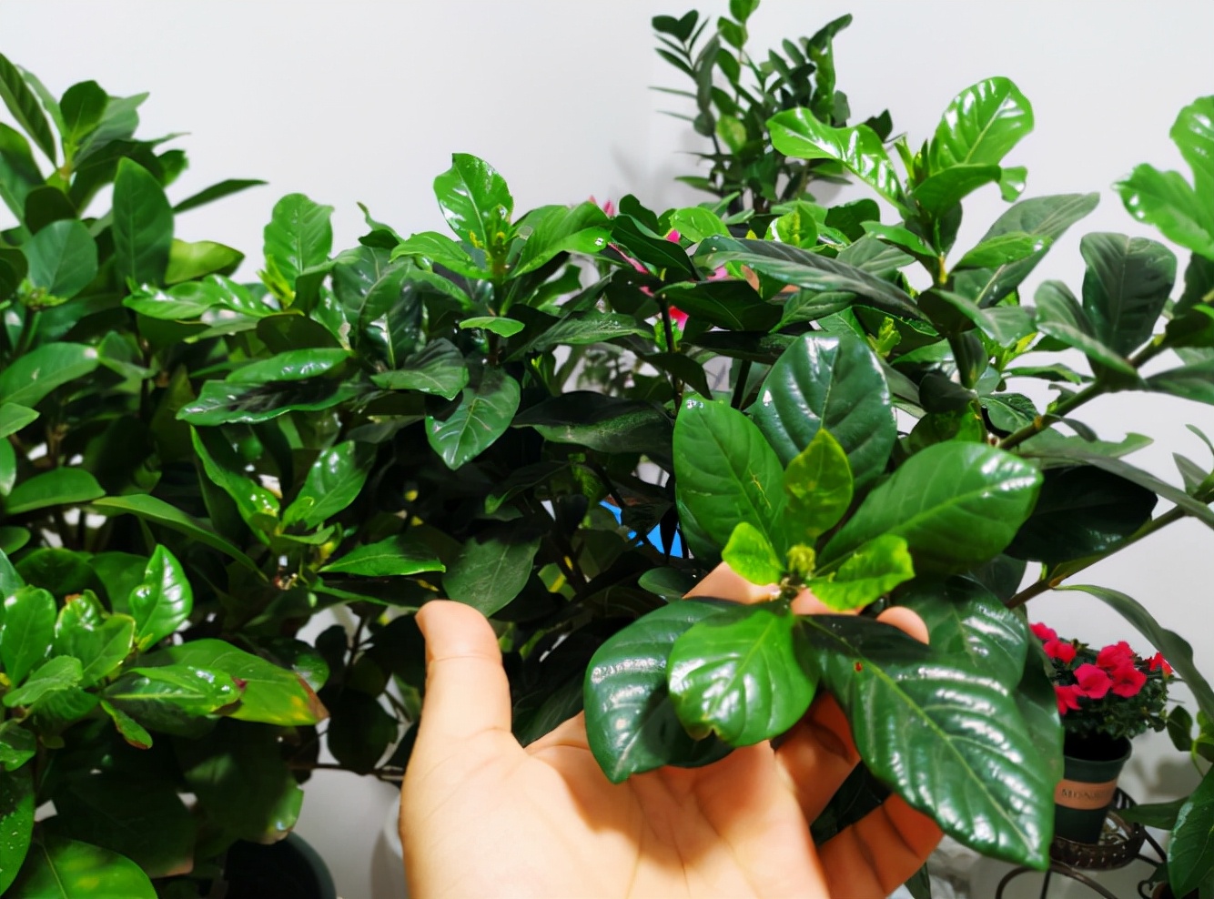 栀子花和发财树的夏季养法,栀子花树怎么养才能让叶子油亮