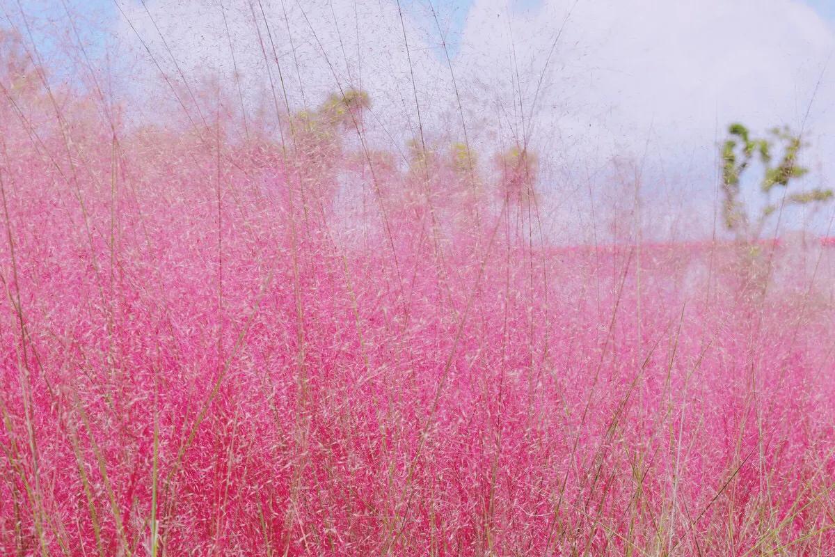深圳花海公园推荐景点有哪些,深圳花海公园地址在哪里